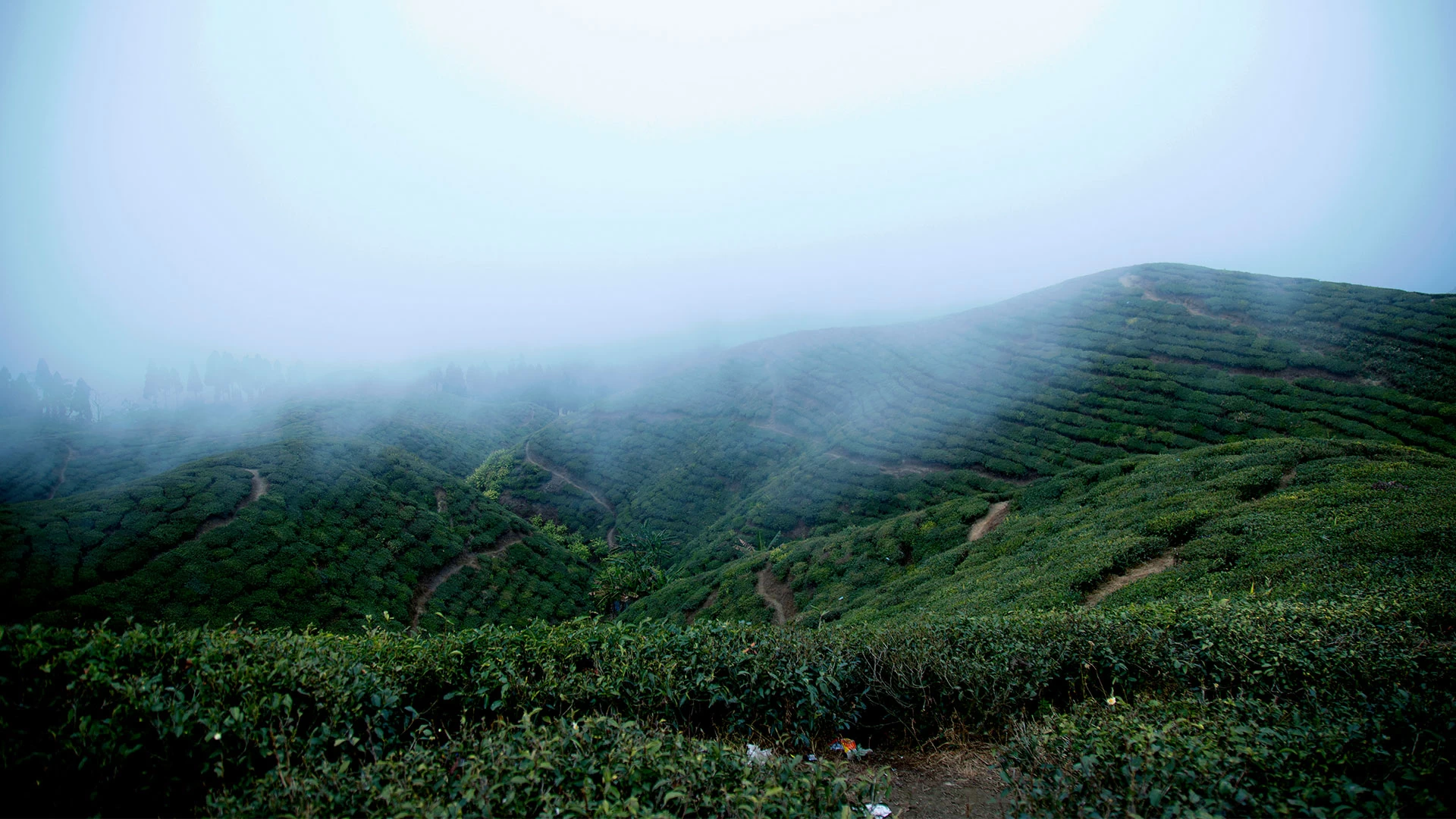  Kanyam Tea Tourism